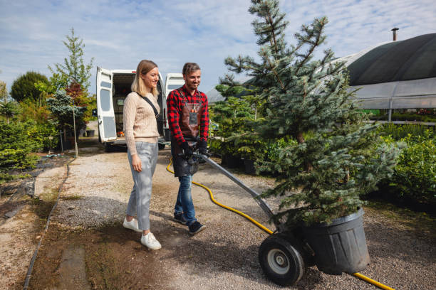 Best Residential Tree Removal  in El Cerro, NM